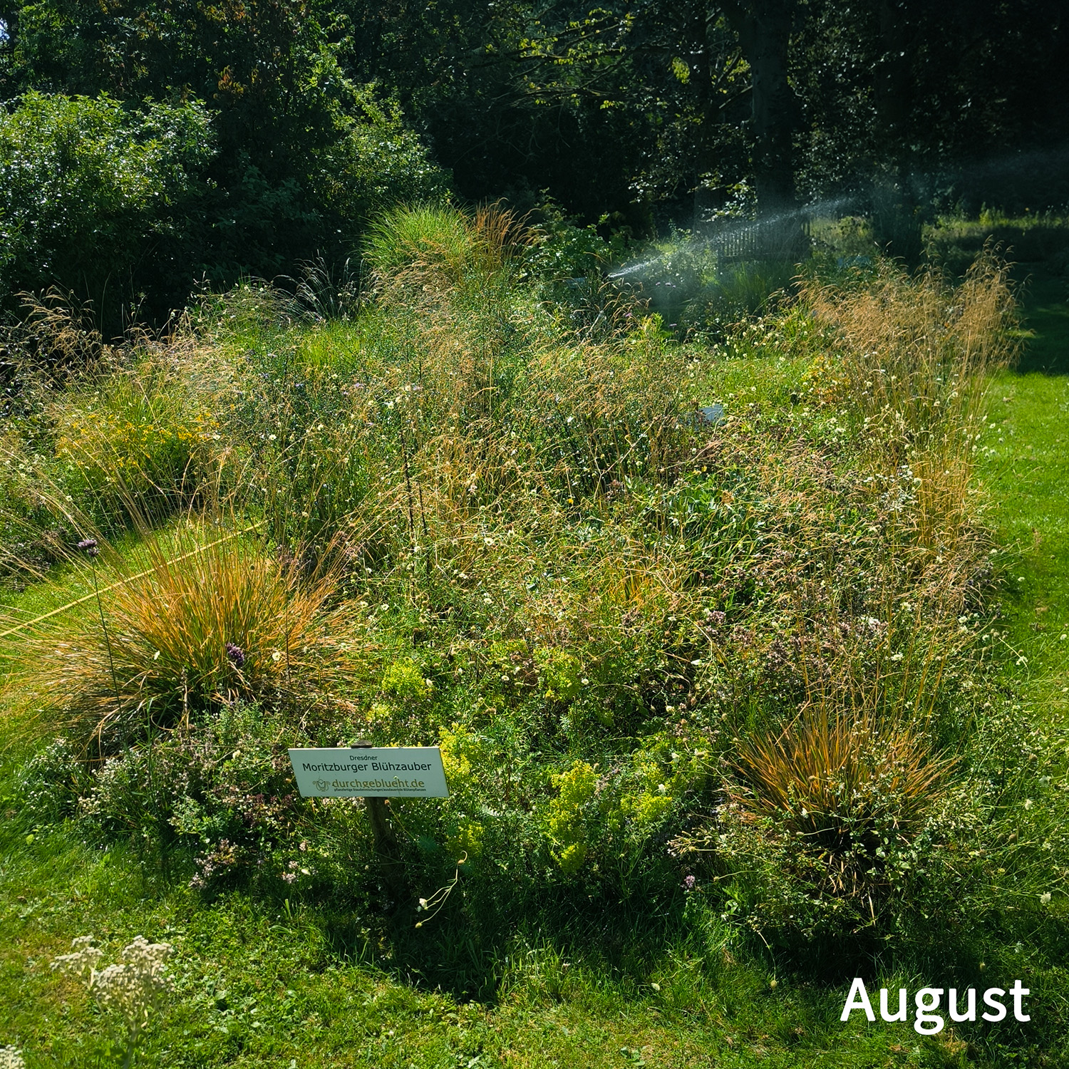 Château Moritzbourg