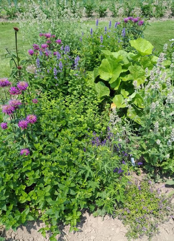 Mix Tisane Elixir de fleurs