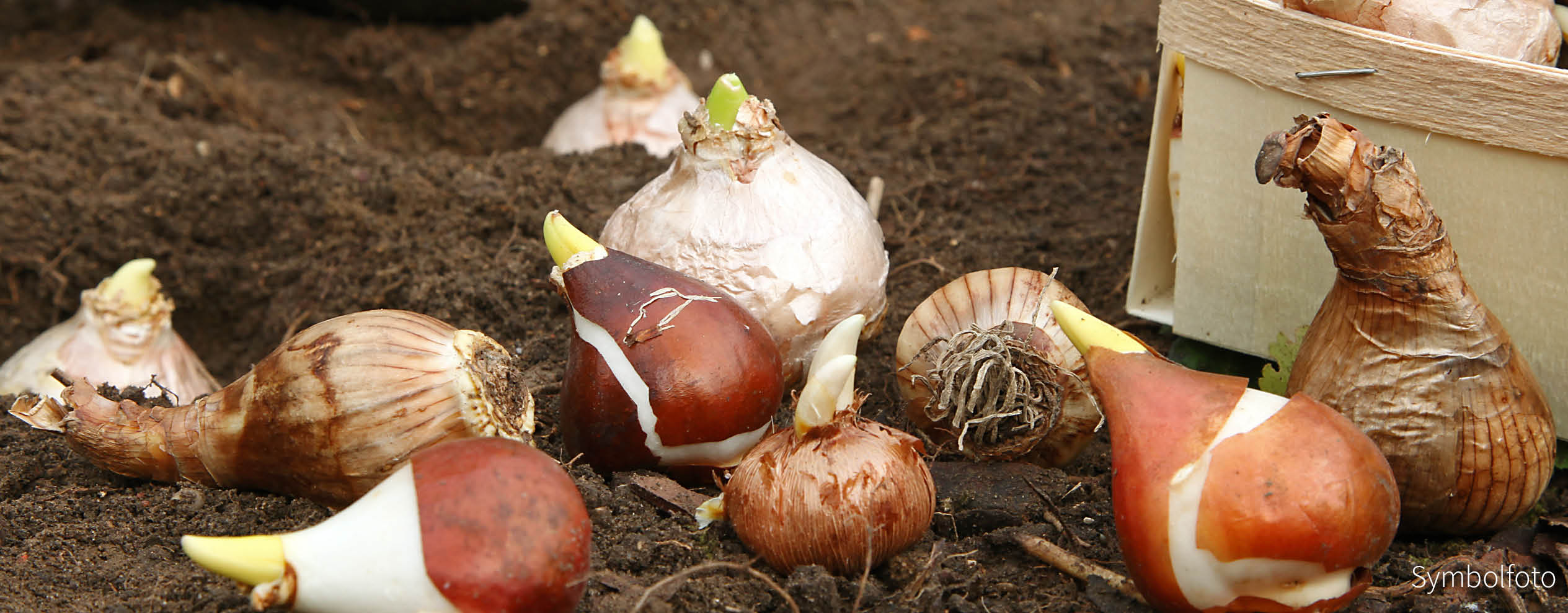 Splendeur bordure - Mélange de bulbes 