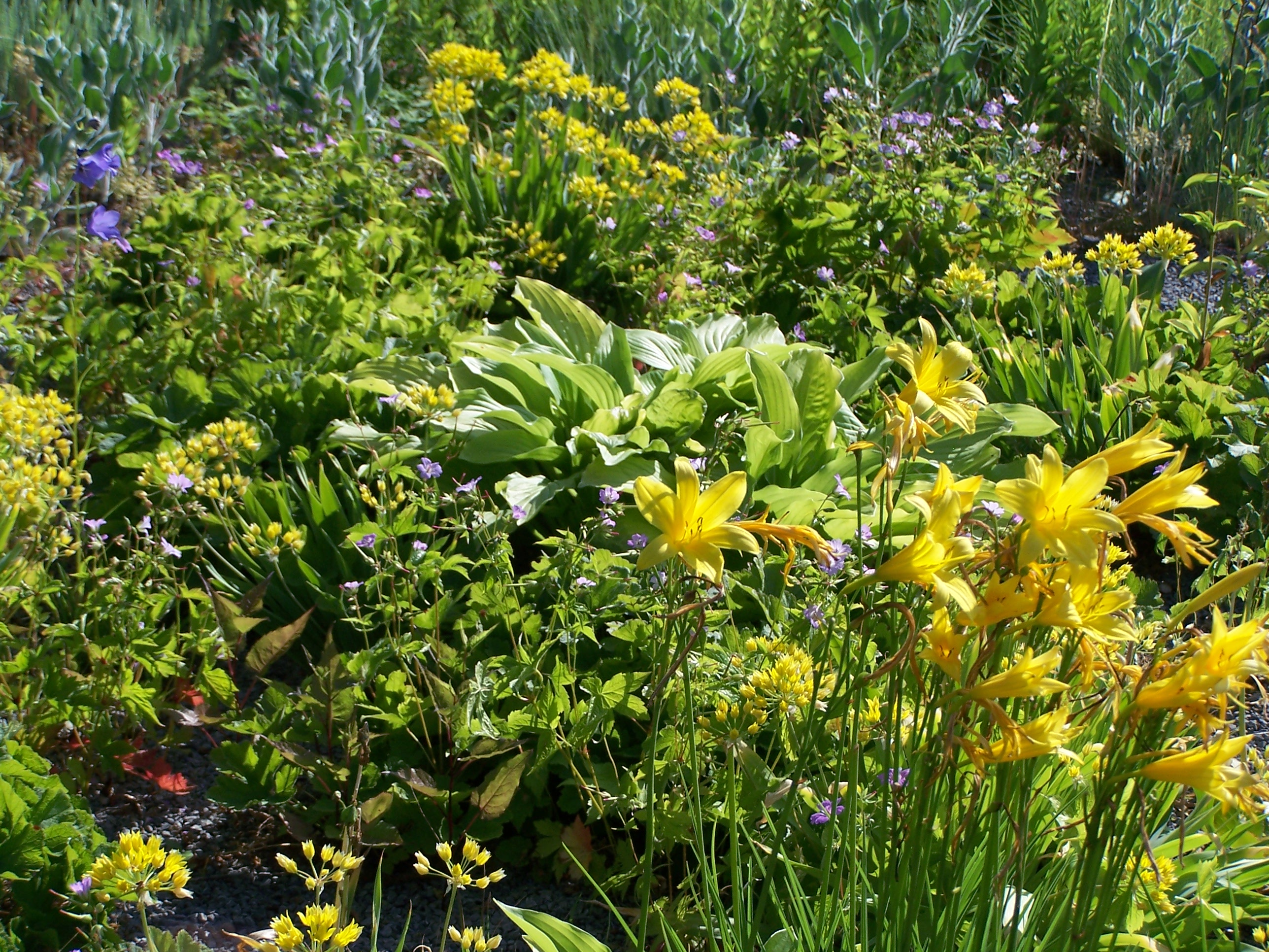 Variations florales exotiques