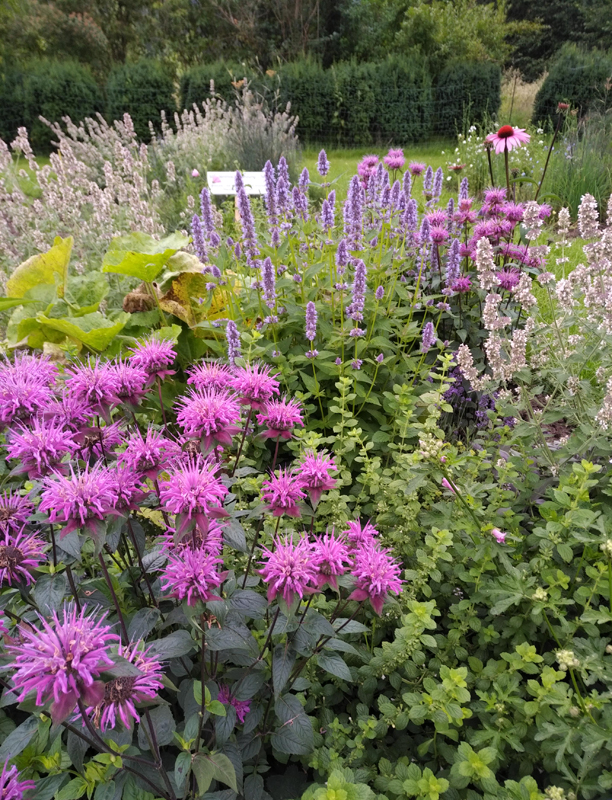 Mix Tisane Elixir de fleurs