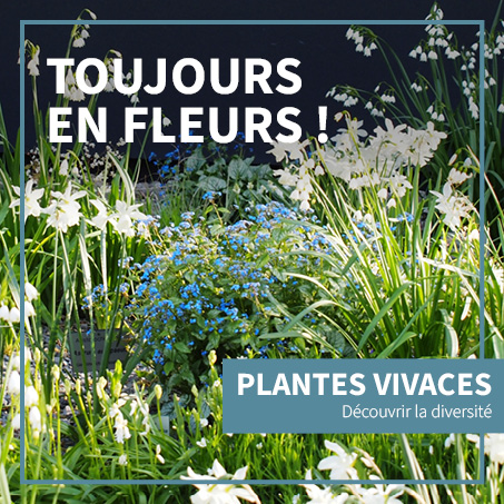 Toujours en fleurs ! Plantes vivaves. Découvrir la diversité