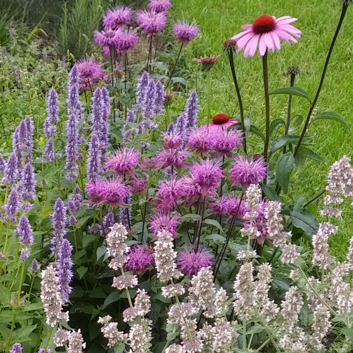 Mix Tisane Elixir de fleurs