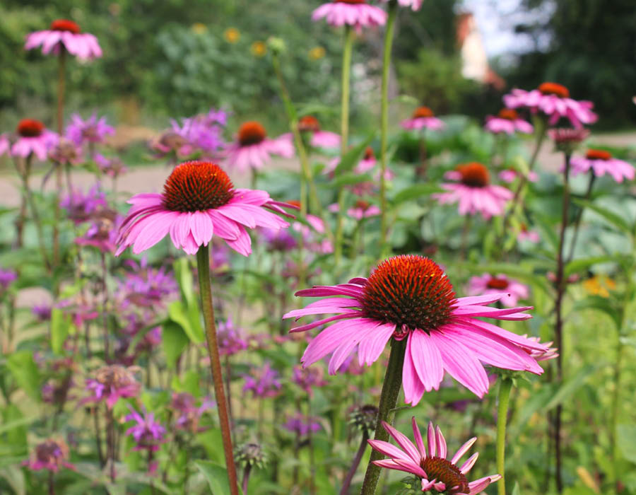 Mix Tisane Elixir de fleurs