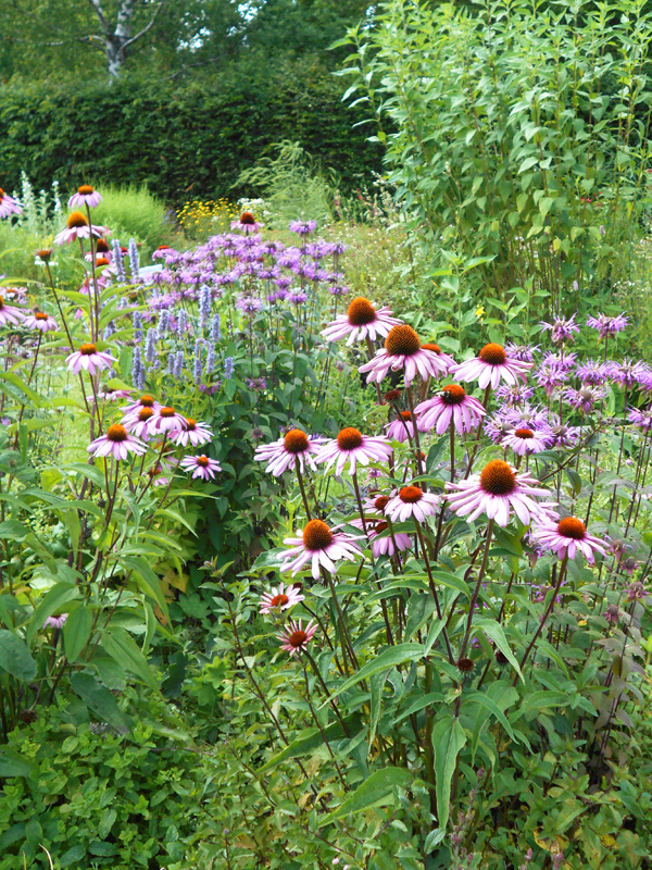 Mix Tisane Elixir de fleurs